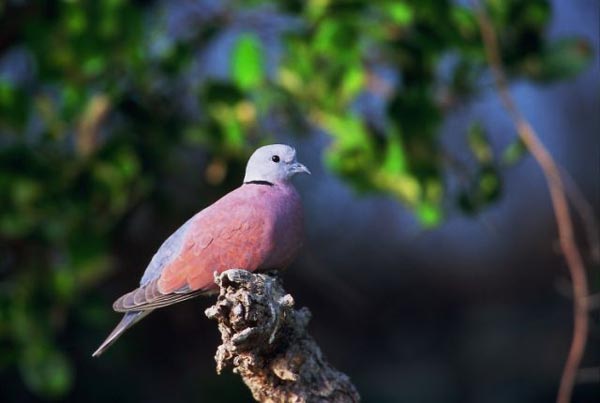 Red Collared Dove